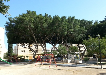 Trees